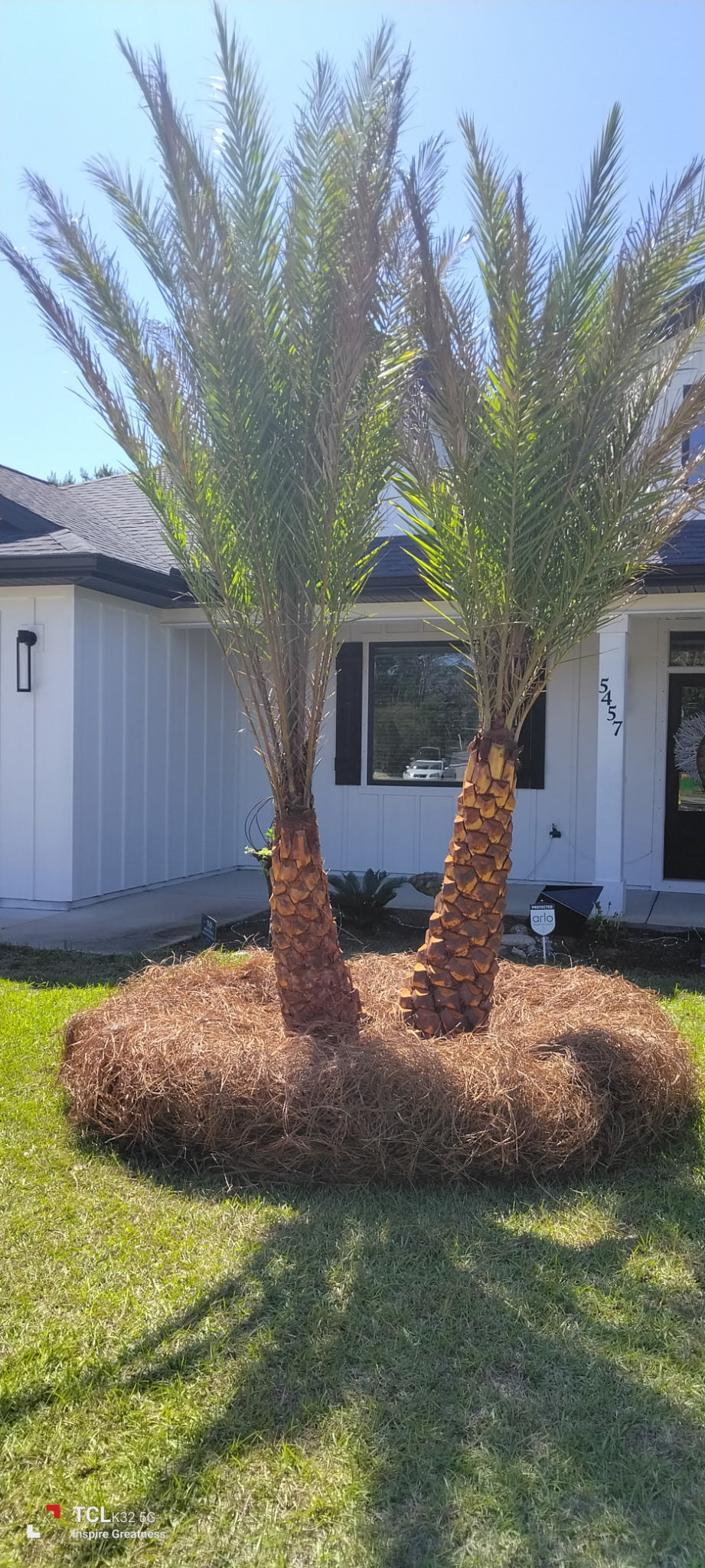 Cold Hardy Palm Trees Located in Foley Alabama at JoJo’s Landscape Supply & More. Garden Center Landscaper Discounts We Install Located in Hwy 98 in Foley 