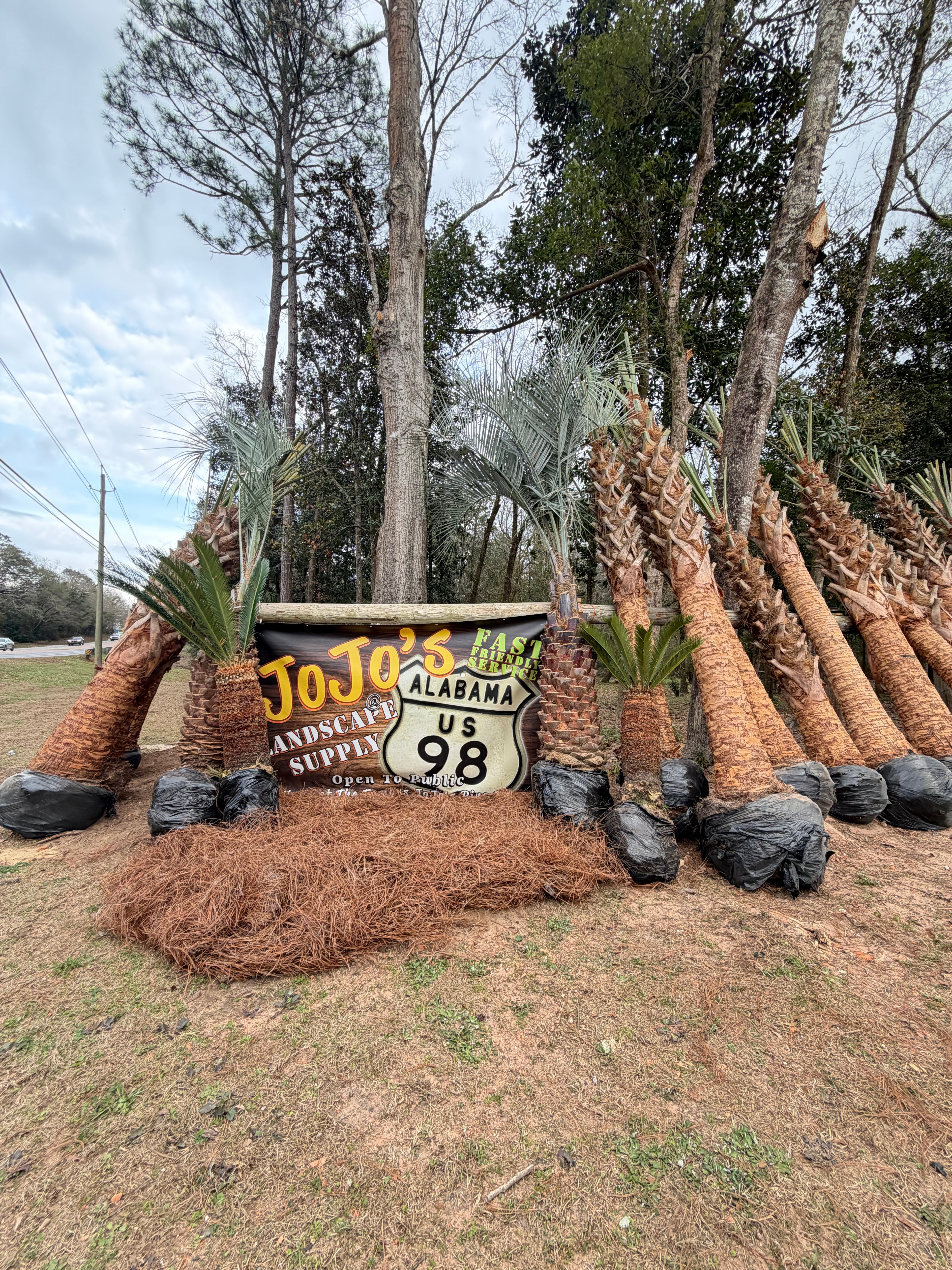 Sable Palm Tree