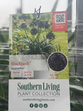 Southern Living plant collection packaging with Agapanthus plant image