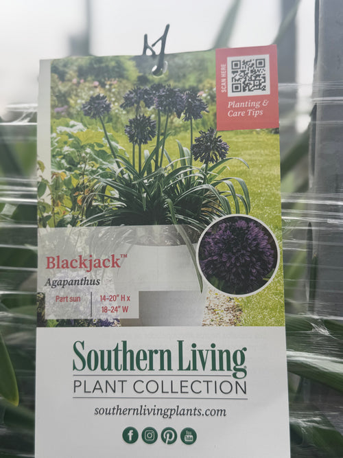 Southern Living plant collection packaging with Agapanthus plant image