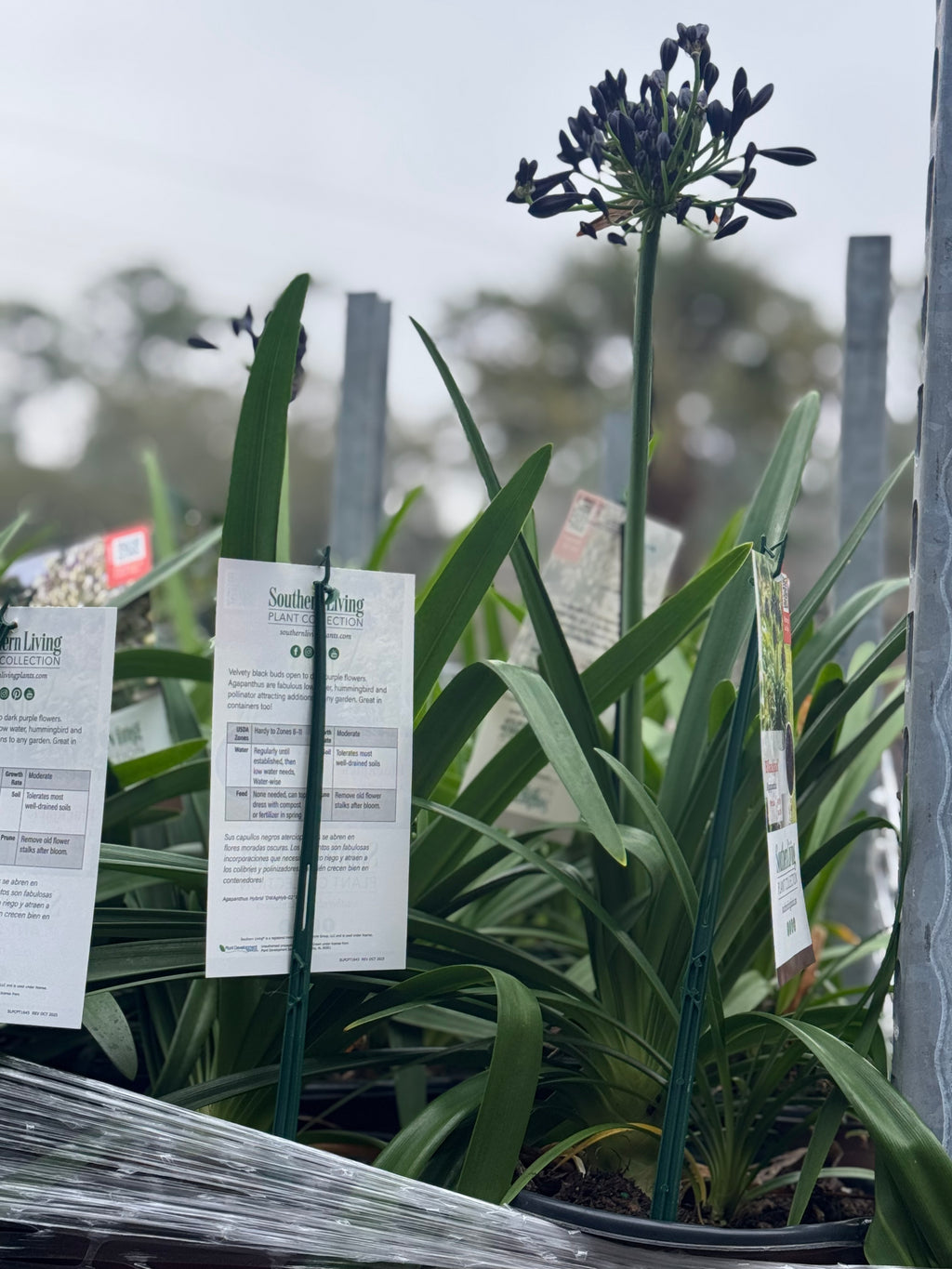 Large assortment of lime light hydrangea, ligustrum, drift rose plants Azaleas, Knock Out roses, shrubs, trees Landscape Supply Roses at JoJo’s Landscape Supply & More. Lots of plants at the garden center located in Foley Alabama at 21550 Hwy 98 