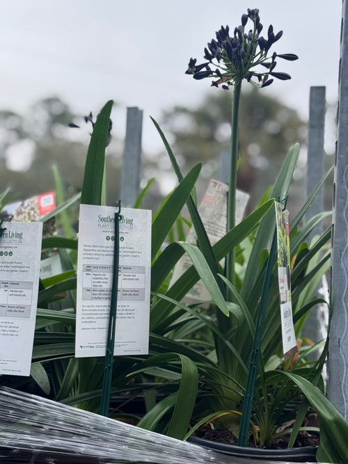 Large assortment of lime light hydrangea, ligustrum, drift rose plants Azaleas, Knock Out roses, shrubs, trees Landscape Supply Roses at JoJo’s Landscape Supply & More. Lots of plants at the garden center located in Foley Alabama at 21550 Hwy 98 