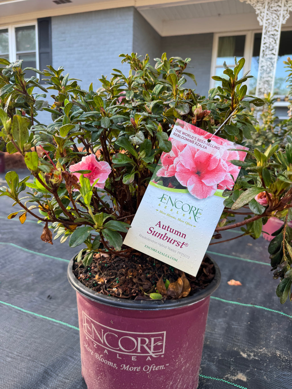 Large assortment of drift rose plants Azaleas, Knock Out roses, shrubs, trees Landscape Supply Roses at JoJo’s Landscape Supply & More. Lots of plants at the garden center located in Foley Alabama at 21550 Hwy 98 
