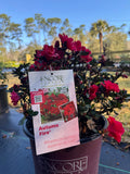 Large assortment of drift rose plants Azaleas, Knock Out roses, shrubs, trees Landscape Supply Roses at JoJo’s Landscape Supply & More. Lots of plants at the garden center located in Foley Alabama at 21550 Hwy 98 