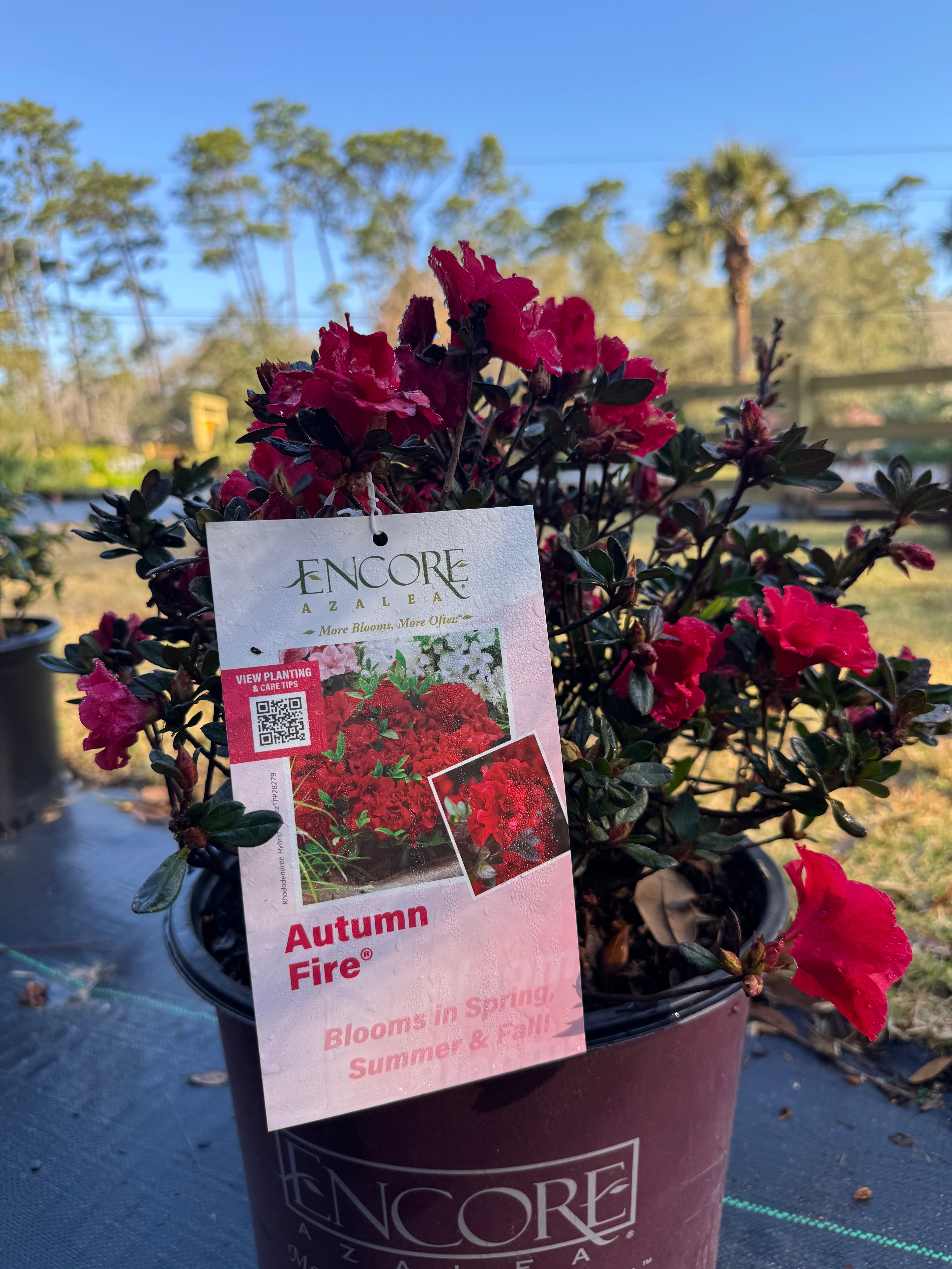 Large assortment of drift rose plants Azaleas, Knock Out roses, shrubs, trees Landscape Supply Roses at JoJo’s Landscape Supply & More. Lots of plants at the garden center located in Foley Alabama at 21550 Hwy 98 