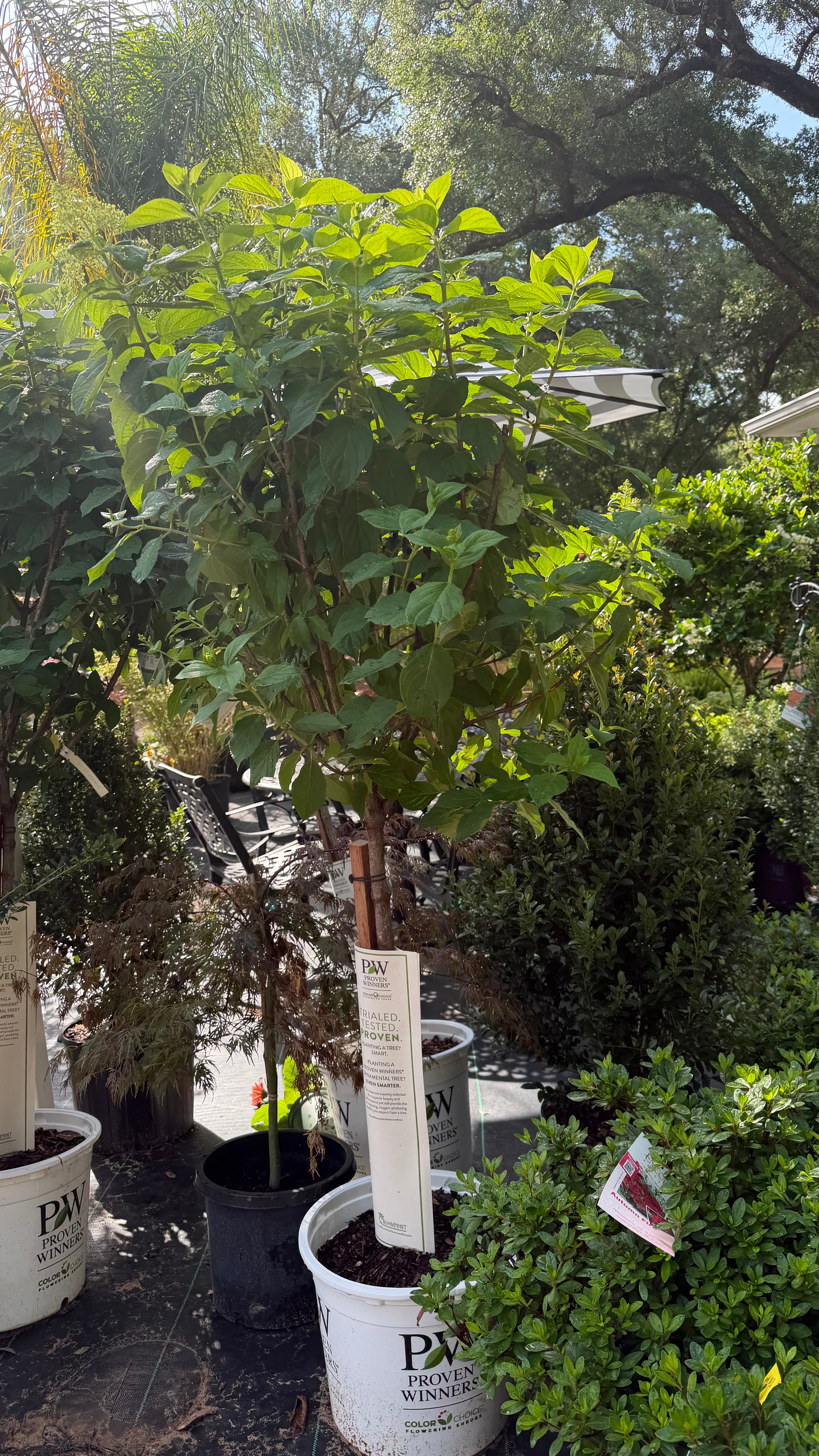 Large assortment of lime light hydrangea tree form, ligustrum, drift rose plants Azaleas, Knock Out roses, shrubs, trees Landscape Supply Roses at JoJo’s Landscape Supply & More. Lots of plants at the garden center located in Foley Alabama at 21550 Hwy 98 