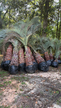 Pindo Palm Tree