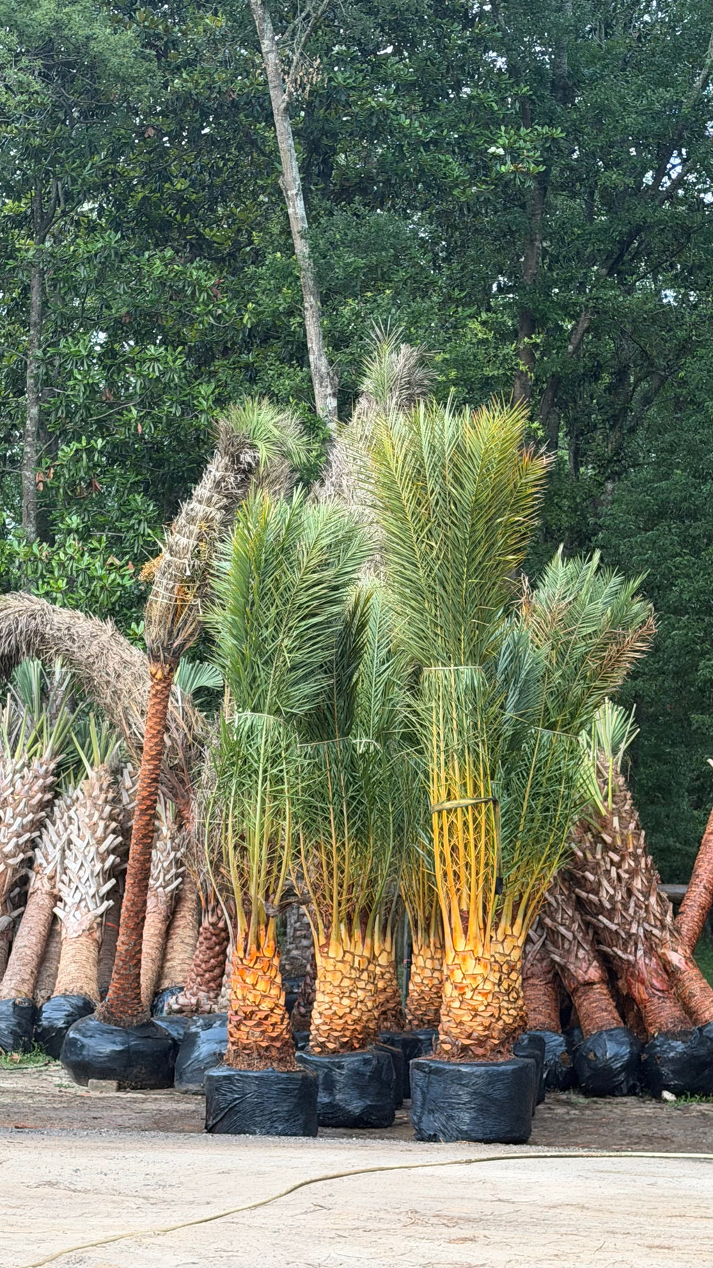 Cold Hardy Palm Trees Located in Foley Alabama at JoJo’s Landscape Supply & More. Garden Center Landscaper Discounts We Install Located in Hwy 98 in Foley 