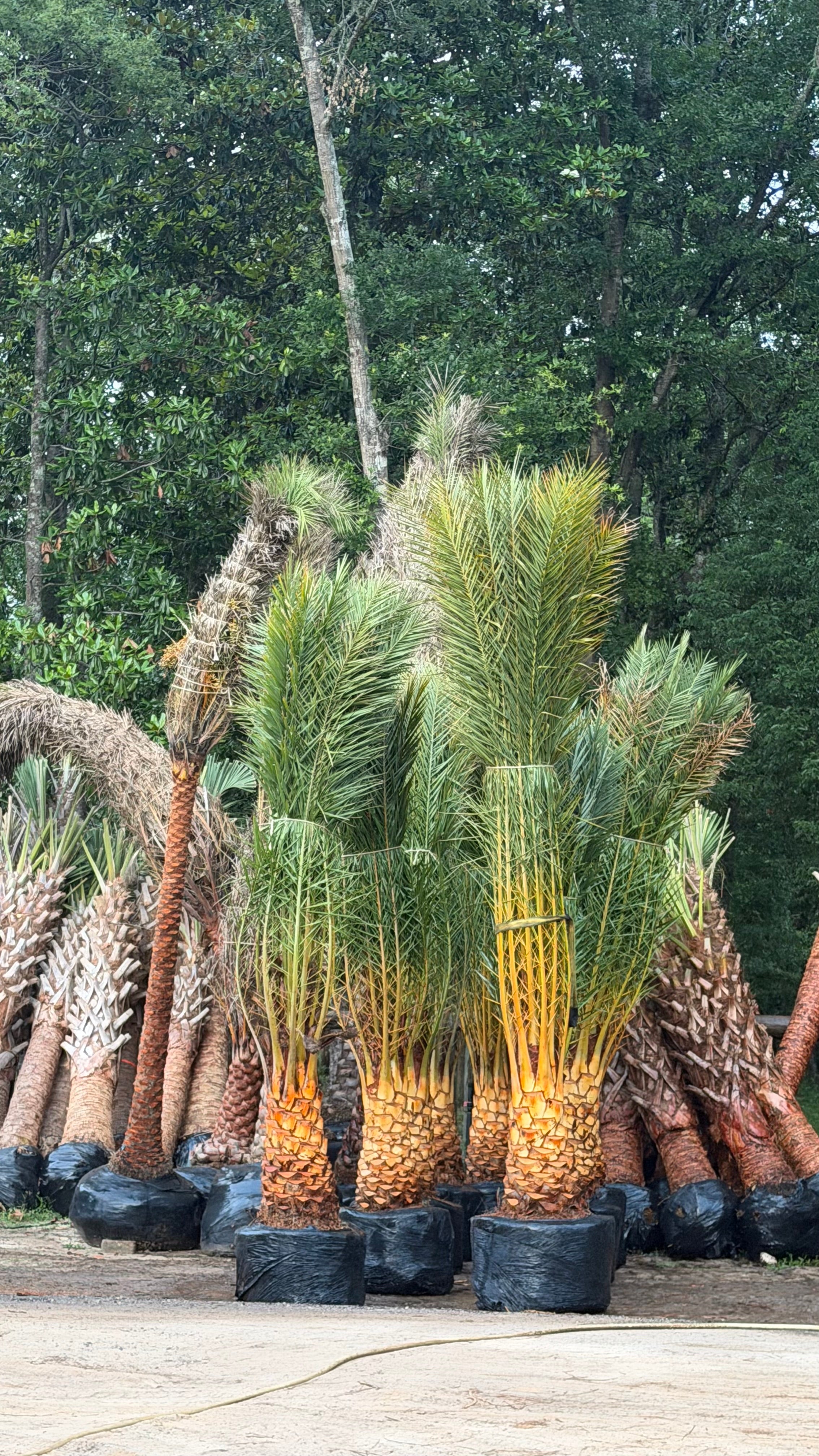 Cold Hardy Palm Trees Located in Foley Alabama at JoJo’s Landscape Supply & More. Garden Center Landscaper Discounts We Install Located in Hwy 98 in Foley 
