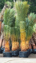 Cold Hardy Palm Trees Located in Foley Alabama at JoJo’s Landscape Supply & More. Garden Center Landscaper Discounts We Install Located in Hwy 98 in Foley 