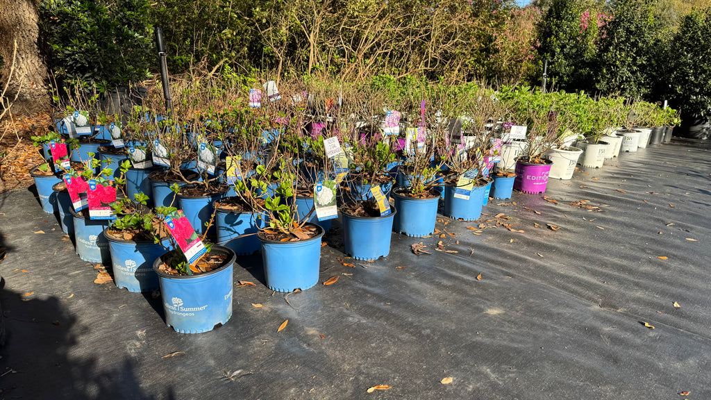Hydrangeas