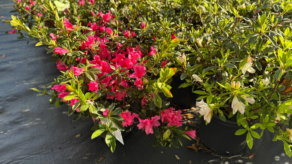 Large assortment of drift rose plants Azaleas, Knock Out roses, shrubs, trees Landscape Supply Roses at JoJo’s Landscape Supply & More. Lots of plants at the garden center located in Foley Alabama at 21550 Hwy 98 