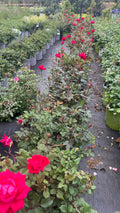 Large assortment of drift rose plants. Roses at JoJo’s Landscape Supply & More. Lots of plants at the garden center located in Foley Alabama at 21550 Hwy 98 