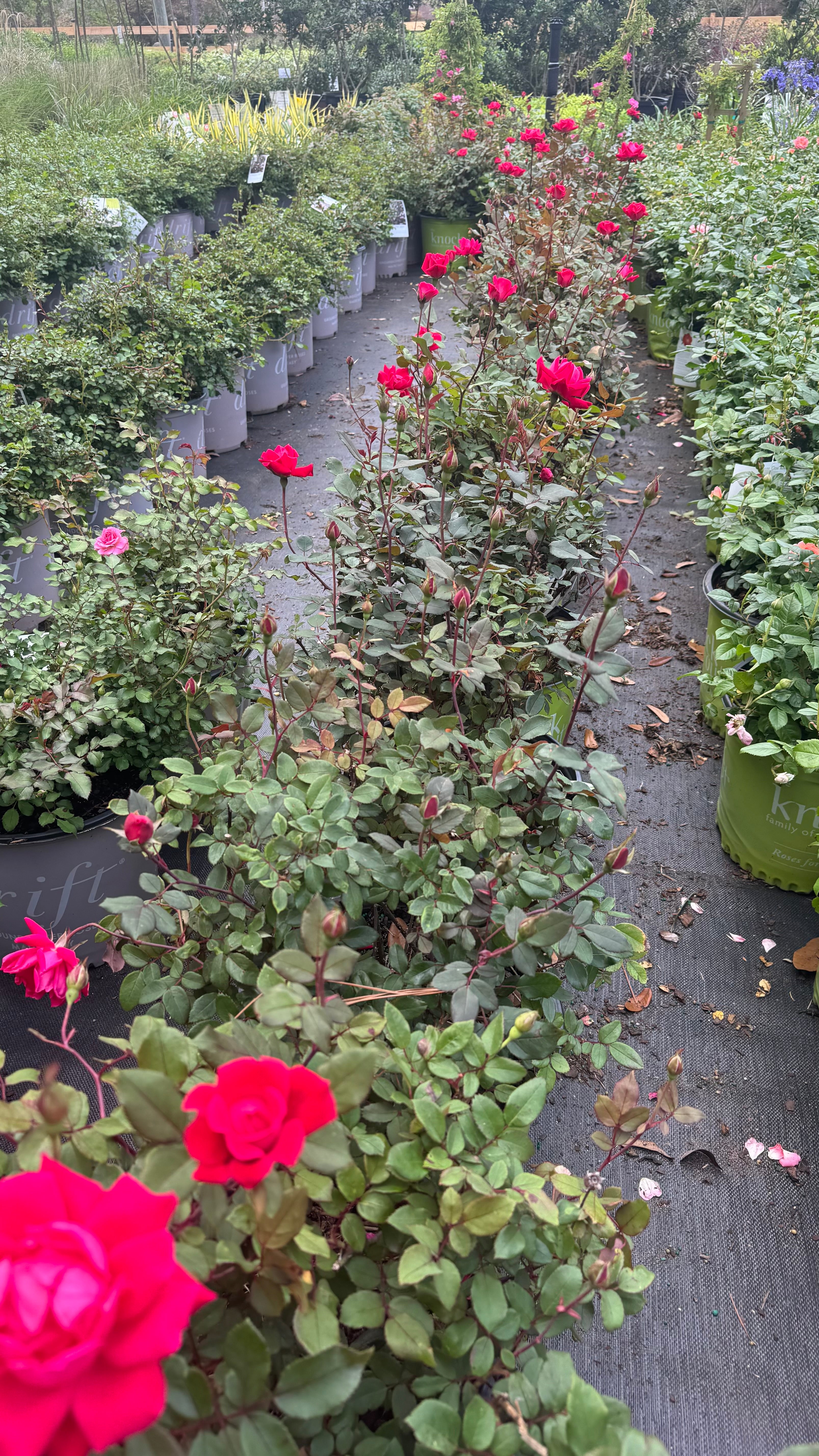 Large assortment of drift rose plants. Roses at JoJo’s Landscape Supply & More. Lots of plants at the garden center located in Foley Alabama at 21550 Hwy 98 