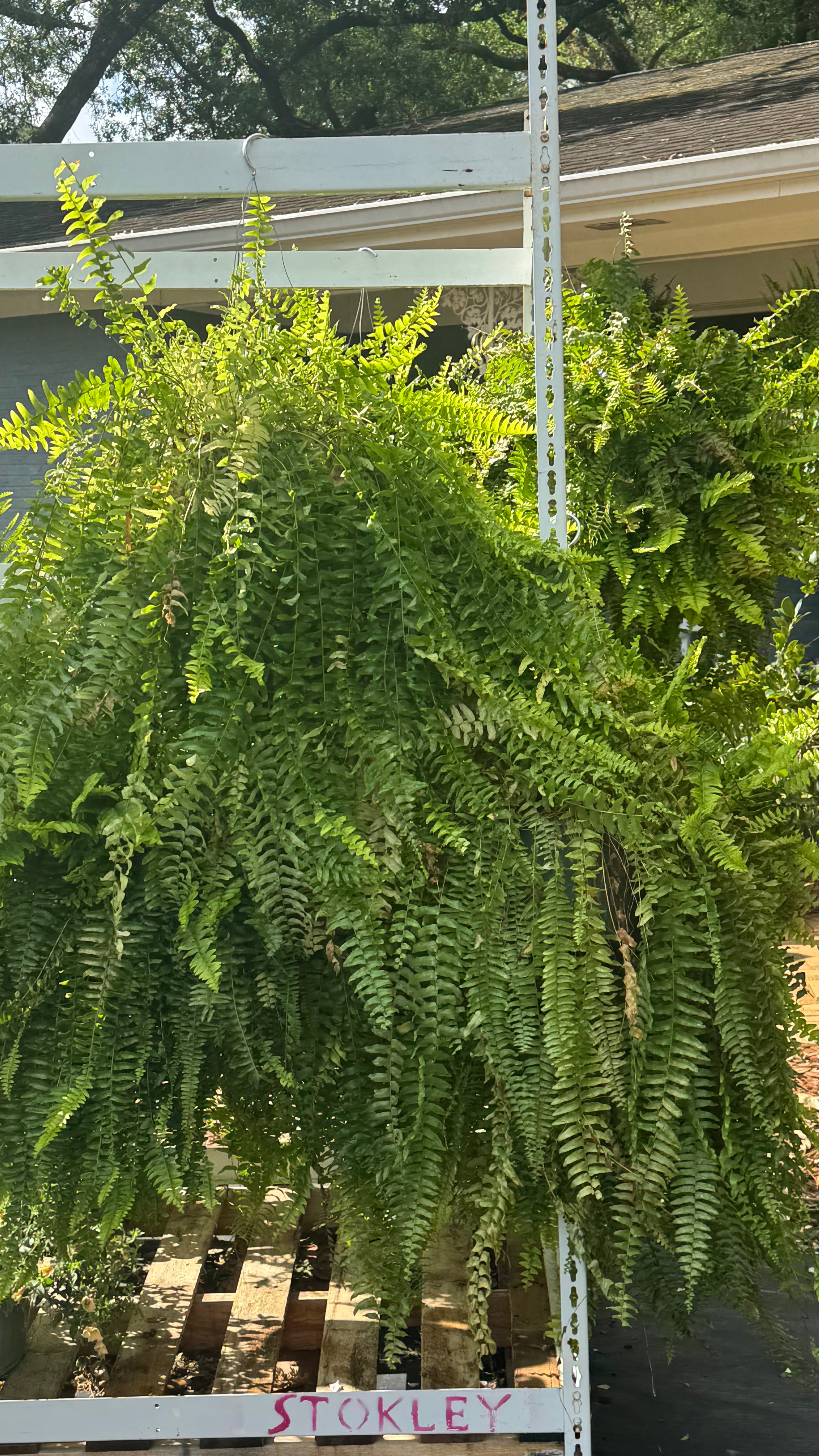 Boston Hanging Ferns