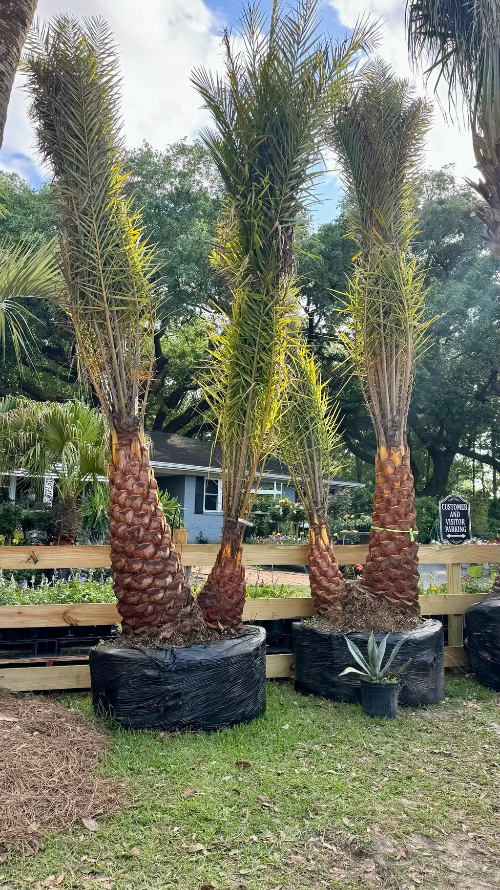 Cold Hardy Palm Trees Located in Foley Alabama at JoJo’s Landscape Supply & More. Garden Center Landscaper Discounts We Install Located in Hwy 98 in Foley 