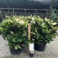 Large assortment of ligustrum, drift rose plants Azaleas, Knock Out roses, shrubs, trees Landscape Supply Roses at JoJo’s Landscape Supply & More. Lots of plants at the garden center located in Foley Alabama at 21550 Hwy 98 