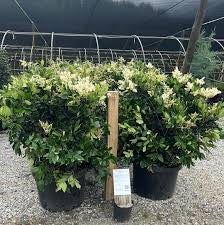 Large assortment of ligustrum, drift rose plants Azaleas, Knock Out roses, shrubs, trees Landscape Supply Roses at JoJo’s Landscape Supply & More. Lots of plants at the garden center located in Foley Alabama at 21550 Hwy 98 