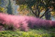 Large assortment of lime light hydrangea, ligustrum, drift rose plants, Pink Muhly Grass, Azaleas, Knock Out roses, shrubs, trees Landscape Supply Roses at JoJo’s Landscape Supply & More. Lots of plants at the garden center located in Foley Alabama at 21550 Hwy 98 