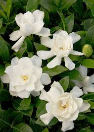 Large assortment of lime light hydrangea, ligustrum, drift rose plants, Pink Muhly Grass, Azaleas, Knock Out roses, shrubs, trees Landscape Supply Roses at JoJo’s Landscape Supply & More. Lots of plants at the garden center located in Foley Alabama at 21550 Hwy 98 