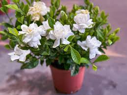 Large assortment of lime light hydrangea, ligustrum, drift rose plants, gardenia, Pink Muhly Grass, Azaleas, Knock Out roses, shrubs, trees Landscape Supply Roses at JoJo’s Landscape Supply & More. Lots of plants at the garden center located in Foley Alabama at 21550 Hwy 98 