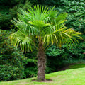 Cold Hardy Palm Trees Located in Foley Alabama at JoJo’s Landscape Supply & More. Garden Center Landscaper Discounts We Install Located in Hwy 98 in Foley 
