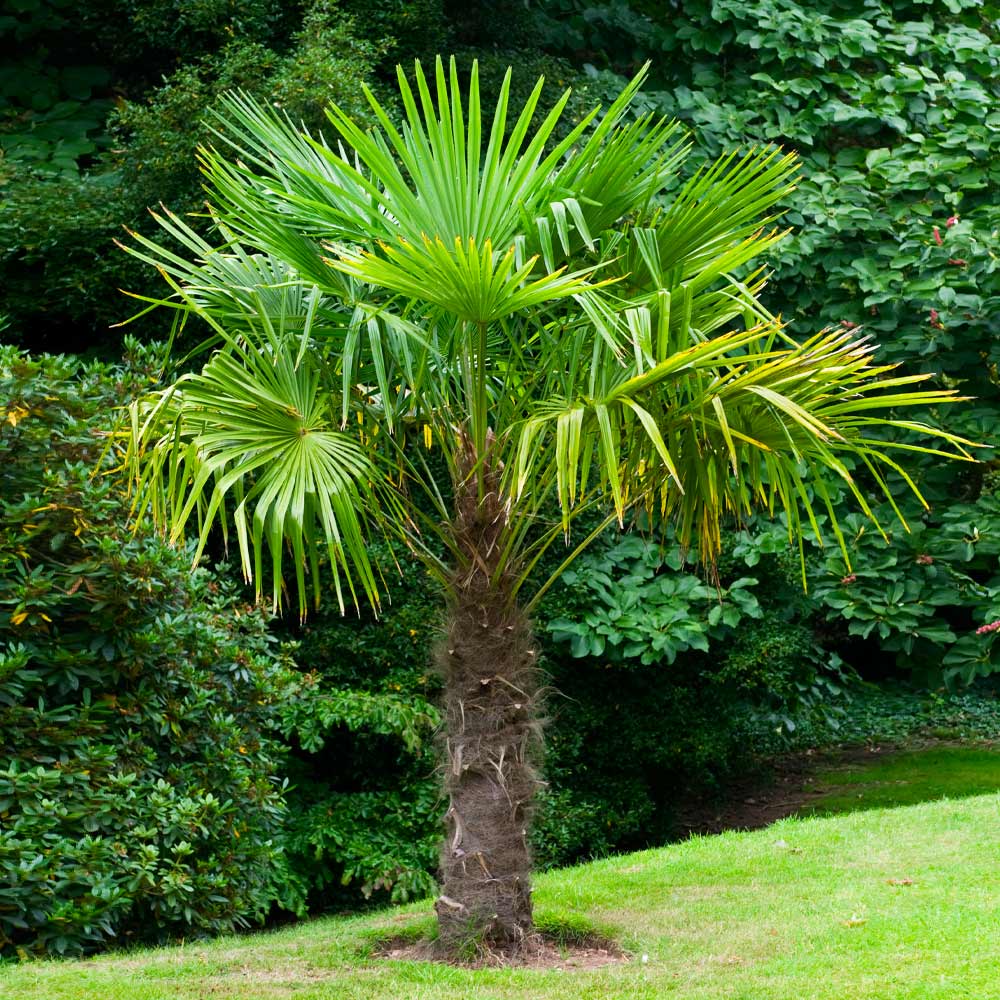 Cold Hardy Palm Trees Located in Foley Alabama at JoJo’s Landscape Supply & More. Garden Center Landscaper Discounts We Install Located in Hwy 98 in Foley 
