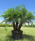Palm tress Located at JoJo’s Landscape Supply and More on Hwy 98 in Foley Alabama