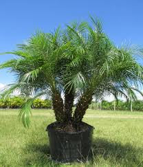 Palm tress Located at JoJo’s Landscape Supply and More on Hwy 98 in Foley Alabama