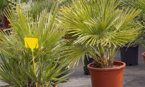 Cold Hardy Palm Trees Located in Foley Alabama at JoJo’s Landscape Supply & More. Garden Center Landscaper Discounts We Install Located in Hwy 98 in Foley 