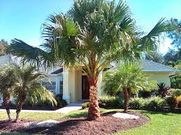 Cold Hardy Palm Trees Located in Foley Alabama at JoJo’s Landscape Supply & More. Garden Center Landscaper Discounts We Install 