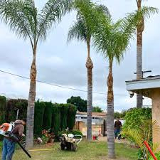 Queen Palm