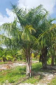 Cold Hardy Mule Palm trees located in Foley at JoJo’s Landscape Supply & More. 