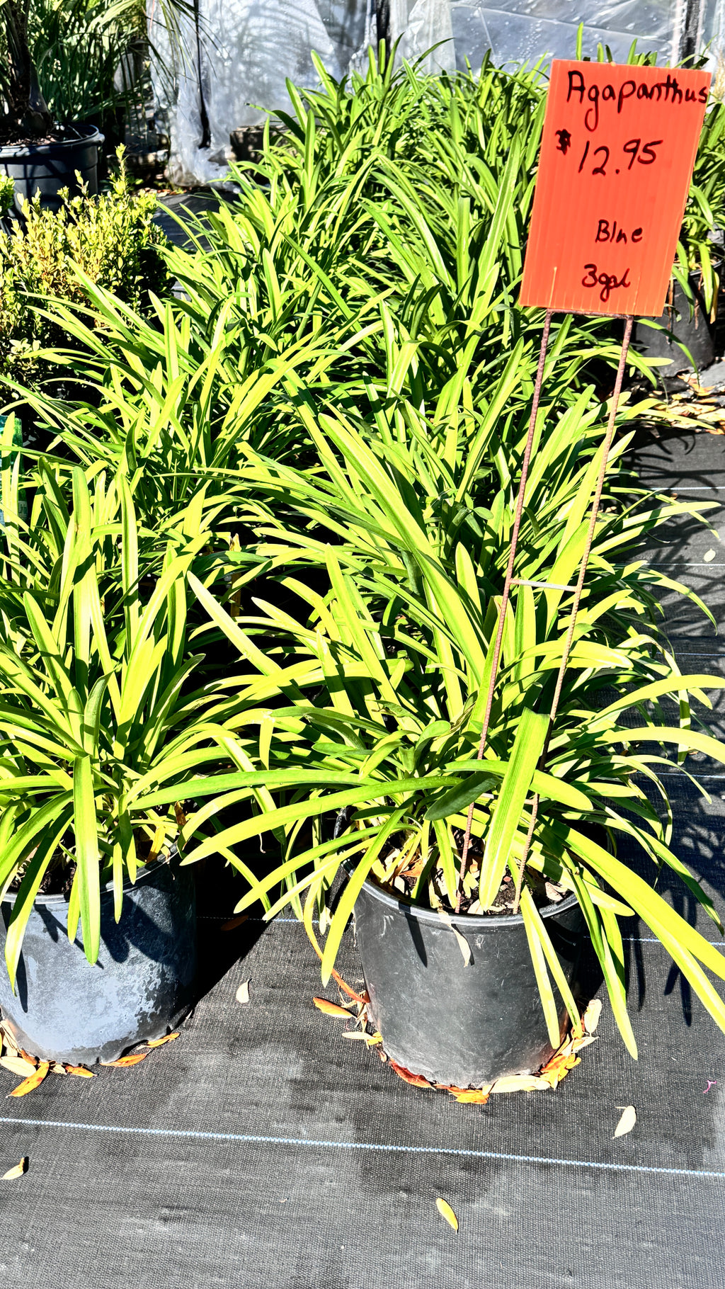 Large assortment of agapanthas, lime light hydrangea, ligustrum, drift rose plants Azaleas, Knock Out roses, shrubs, trees Landscape Supply Roses at JoJo’s Landscape Supply & More. Lots of plants at the garden center located in Foley Alabama at 21550 Hwy 98 